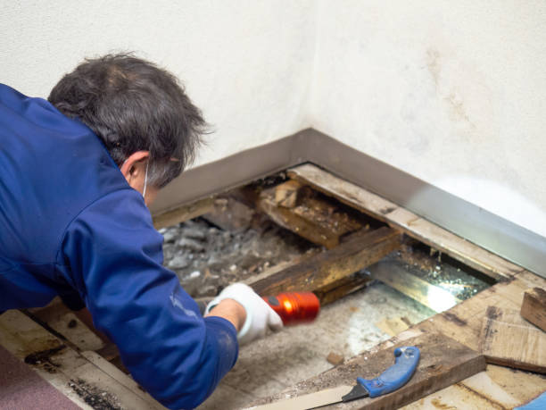 Best Mold Removal Company Near Me  in Thunderbolt, GA