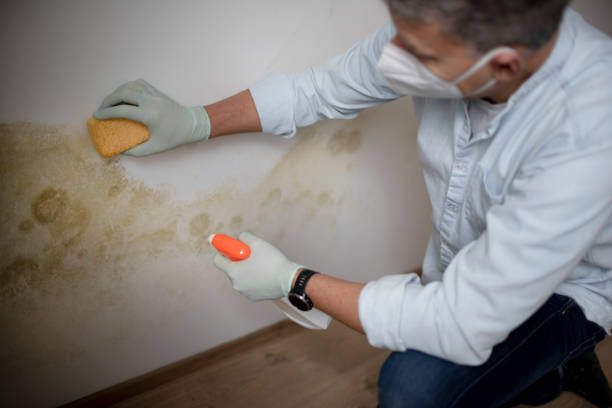 Best Residential Mold Removal  in Thunderbolt, GA