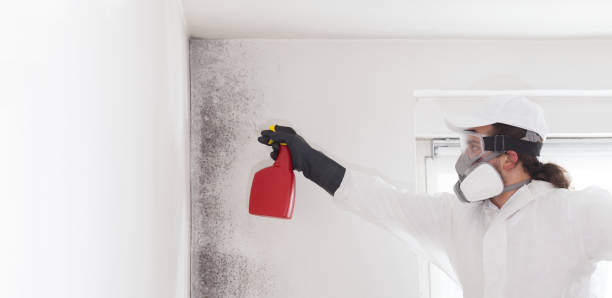 Best Same-Day Mold Removal  in Thunderbolt, GA
