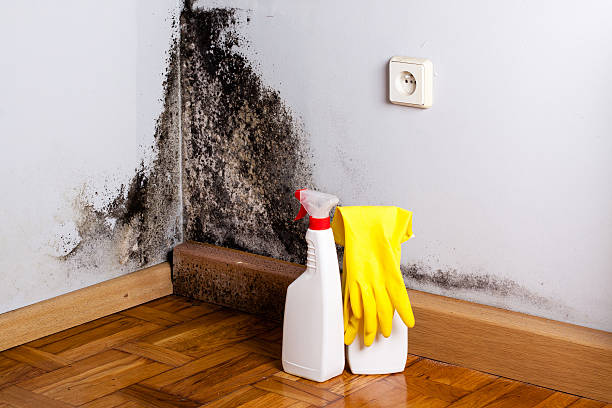 Best Certified Mold Removal  in Thunderbolt, GA